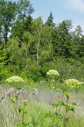 Qwuloolt Estuary Restoration Project of the Tulalip Tribes - Meadow Renewal